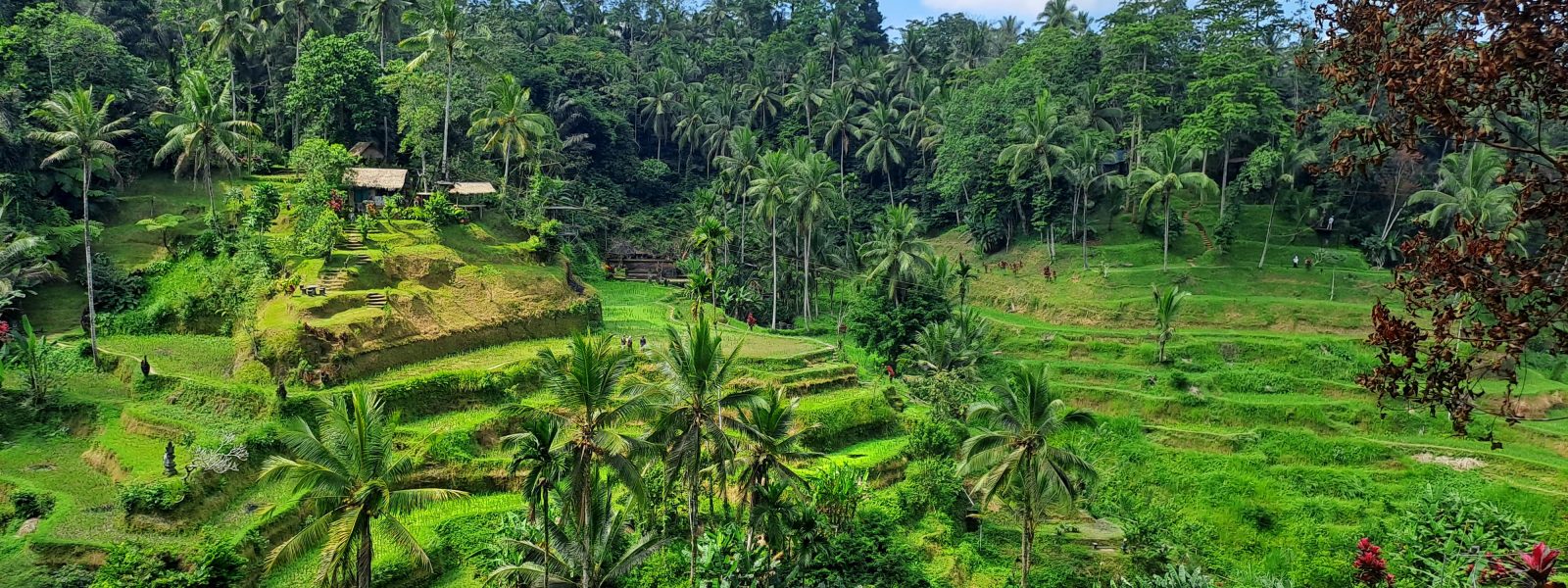 Tegalalang Rice terrace