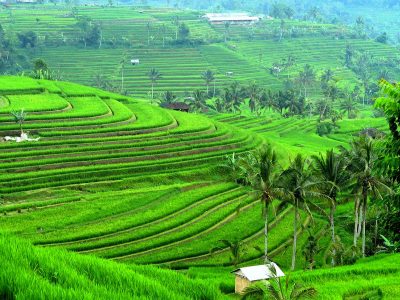 jatiluwih Bali car rental with driver