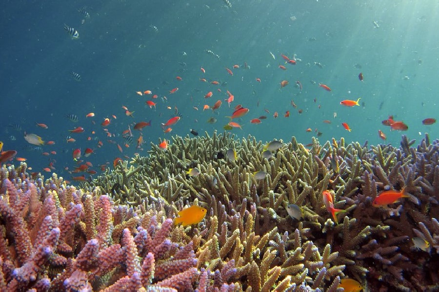 Snorkeling in Bali