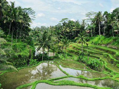 Ubud tour Ubud tour