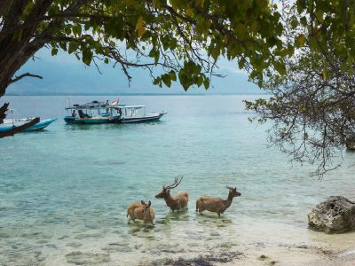 West Bali National Park1 Bali car rental with driver