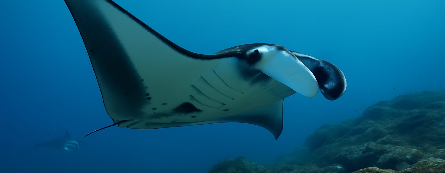 Manta Point Nusa Penida