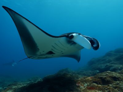 Manta Point Nusa Penida